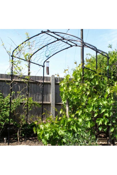 Виноград Айвенго на опоре в виде арки в саду